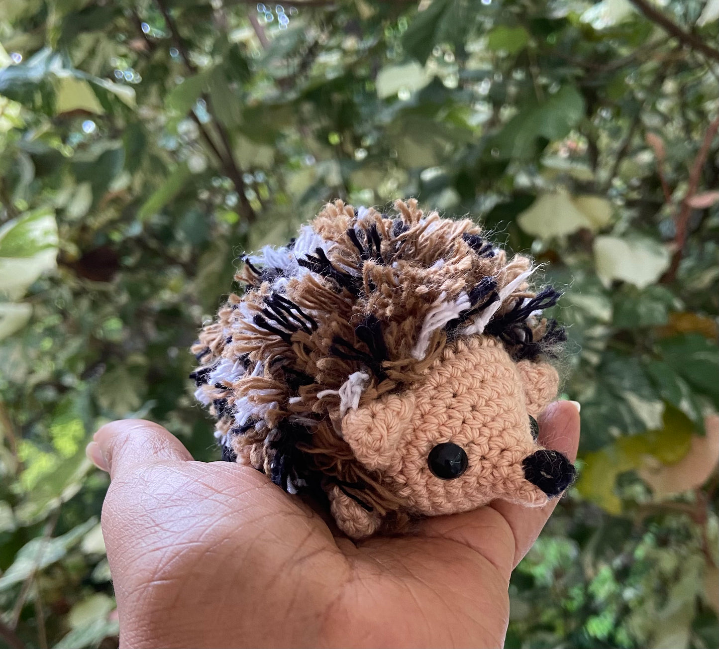 Peanut the Hedgehog